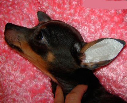 Når ørene er tørre, lim designen i hundens øre, som vist på bildet, og forsiktig glatt det ut